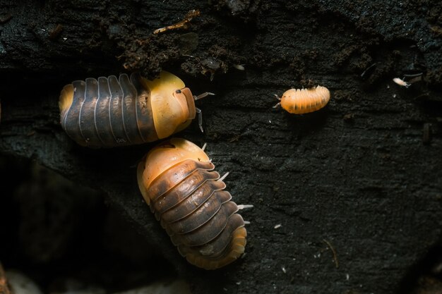 Vue rapprochée de l'escargot