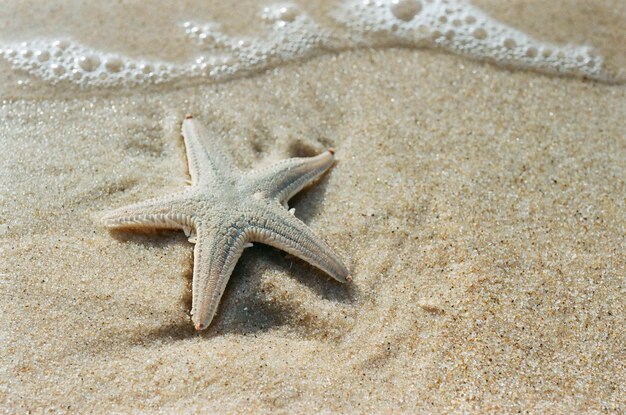 Photo vue rapprochée d'une étoile de mer sur la plage