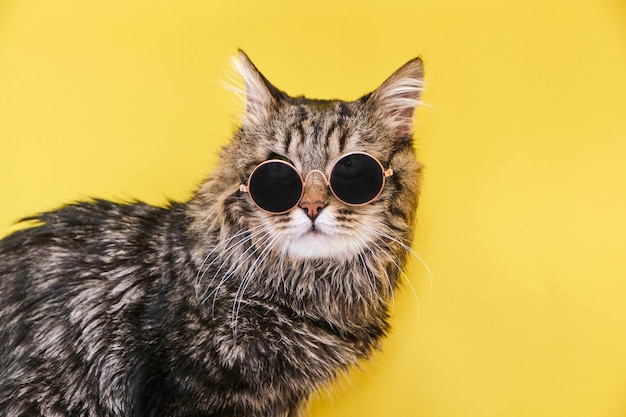 Vue rapprochée de l'étonnant animal domestique dans des lunettes de soleil de mode rondes noires sur le mur jaune