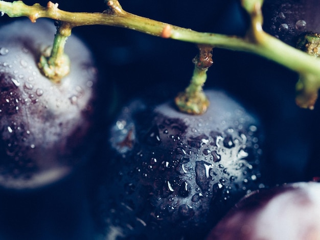 Photo vue rapprochée extrême d'un raisin sombre mûr avec des gouttes d'eau beau gros plan de raisin organique avec espace de copie pour le texte