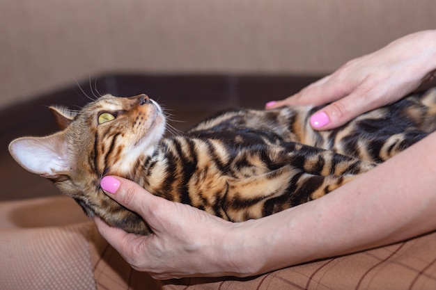 Vue rapprochée, femme caresse beau chat du Bengale de race pure