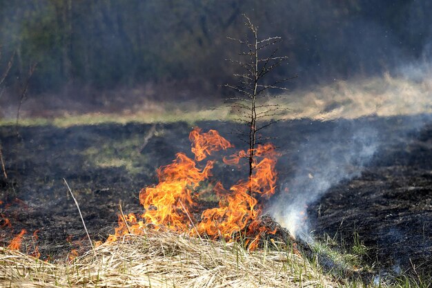 Photo vue rapprochée d'un feu de joie dans la forêt