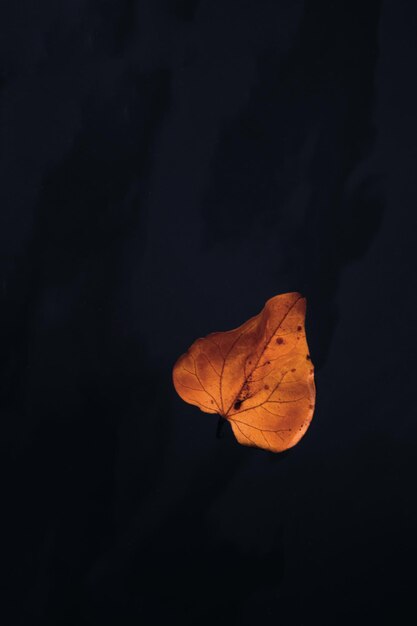 Photo vue rapprochée d'une feuille d'automne sur un fond noir