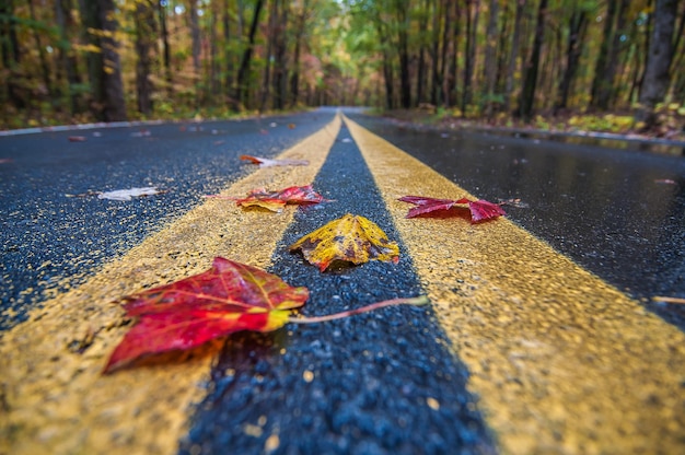 Photo vue rapprochée d'une feuille d'automne sur la route