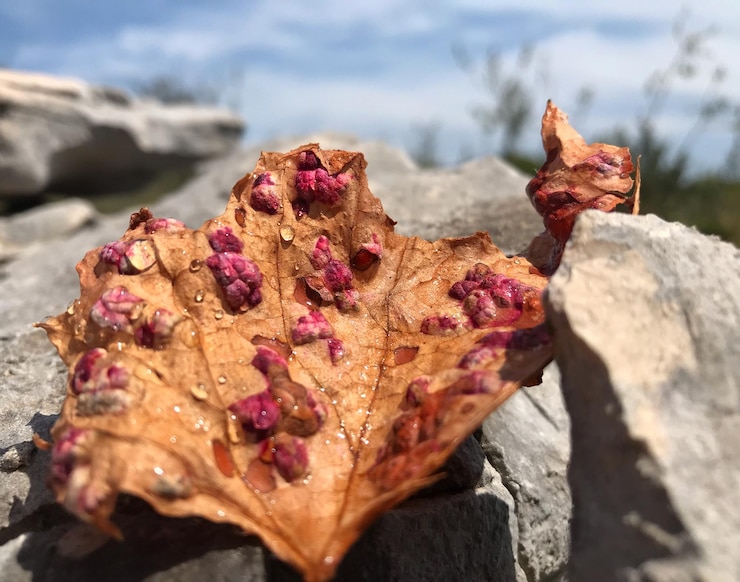 Photo vue rapprochée d'une feuille d'automne séchée sur un rocher