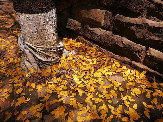 Photo vue rapprochée d'une feuille d'érable jaune sur un arbre en automne