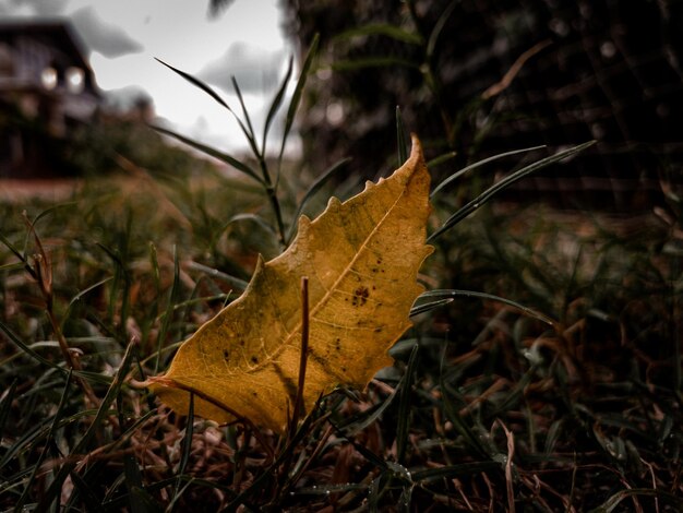 Vue rapprochée d'une feuille d'érable jaune sur le champ