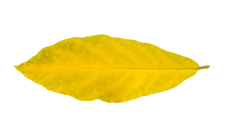 Photo vue rapprochée d'une feuille d'érable jaune sur fond blanc
