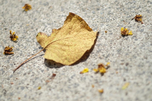 Photo vue rapprochée d'une feuille d'érable tombée