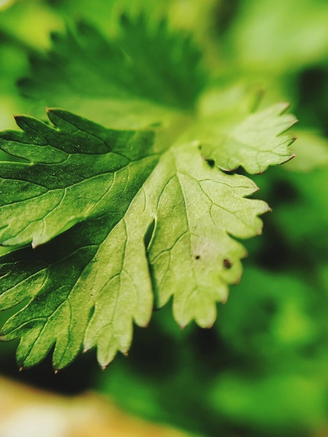 Photo vue rapprochée de la feuille d'érable