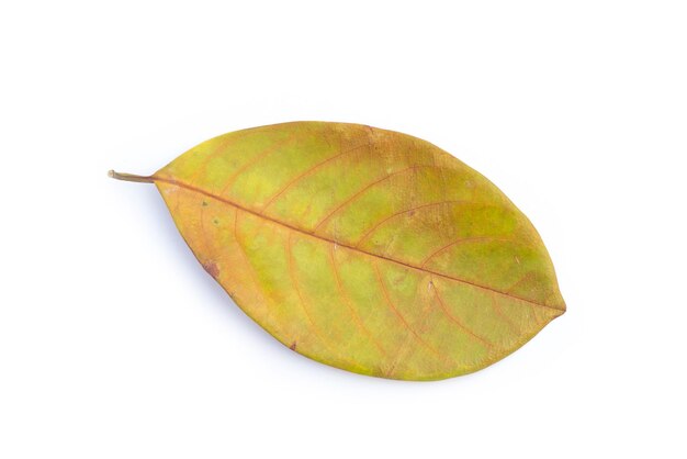 Photo vue rapprochée d'une feuille sur fond blanc