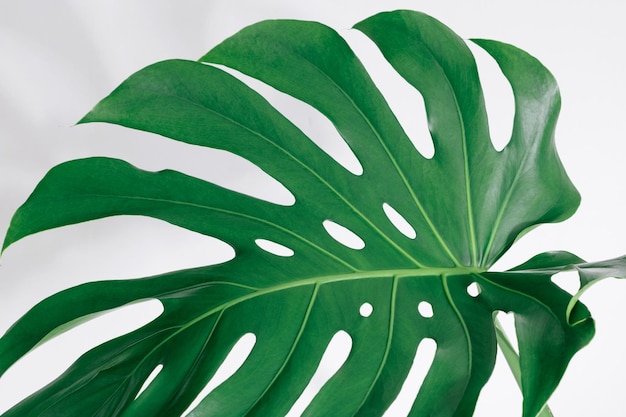 Vue rapprochée d'une feuille sur fond blanc