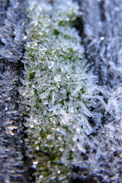 Photo vue rapprochée d'une feuille gelée en hiver
