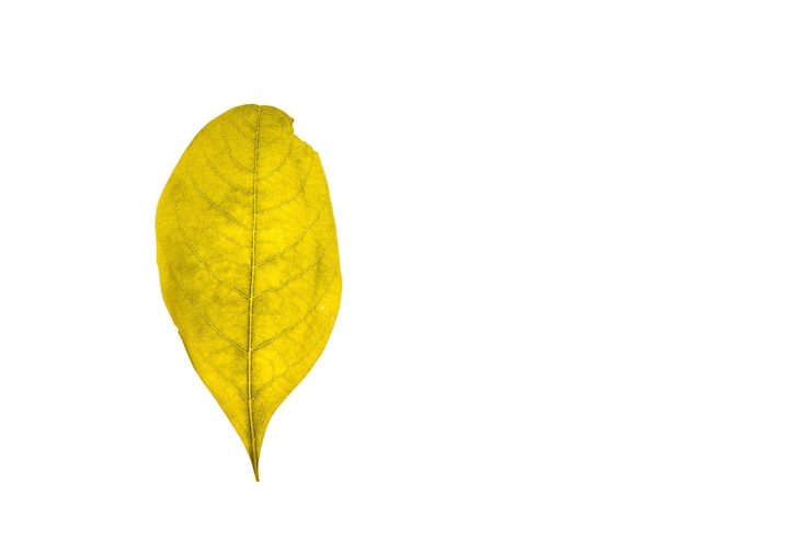 Photo vue rapprochée d'une feuille jaune sur fond blanc