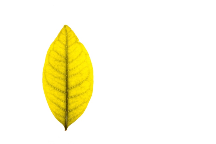 Photo vue rapprochée d'une feuille jaune sur un fond blanc