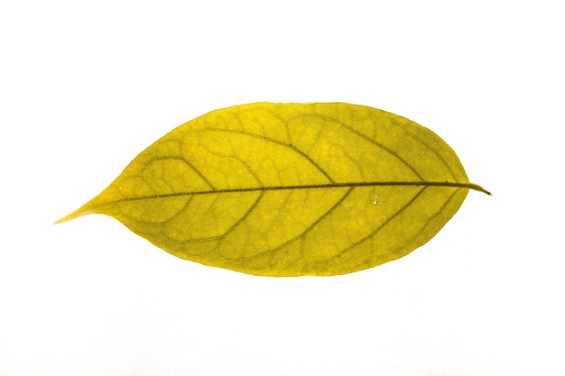 Photo vue rapprochée d'une feuille jaune sur un fond blanc