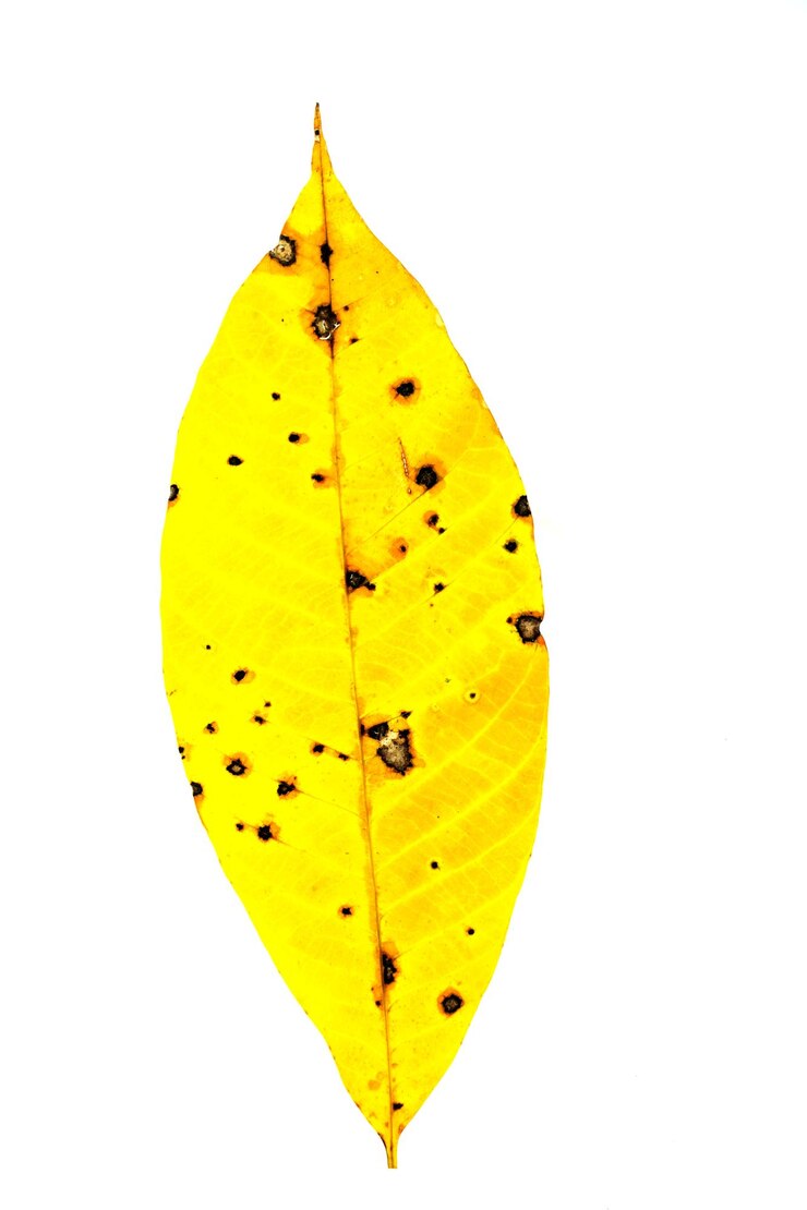 Photo vue rapprochée d'une feuille jaune sur un fond blanc