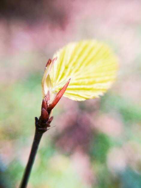 Photo vue rapprochée de la feuille jaune sur la plante