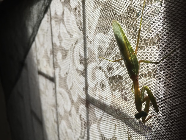 Photo vue rapprochée d'une feuille sur le mur