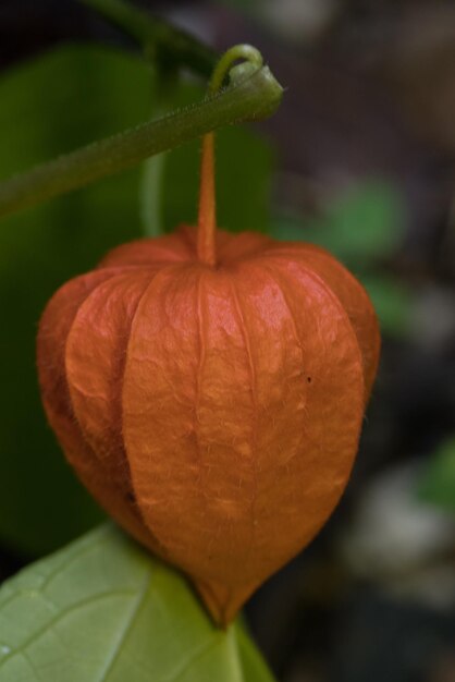 Vue rapprochée d'une feuille d'orange fraîche