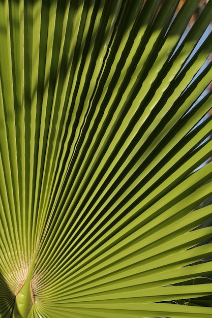 Photo vue rapprochée d'une feuille de palmier