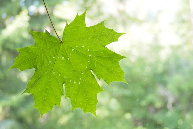 Photo vue rapprochée de la feuille de la plante