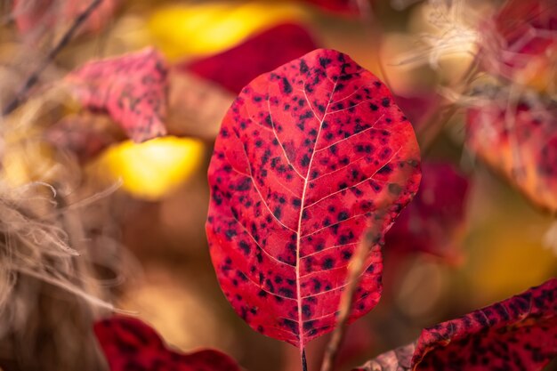 Vue rapprochée de la feuille rose tachetée à l'extérieur