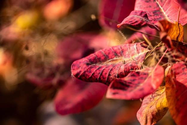 Vue rapprochée de la feuille rose tachetée à l'extérieur