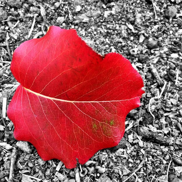 Vue rapprochée d'une feuille rouge sur terre