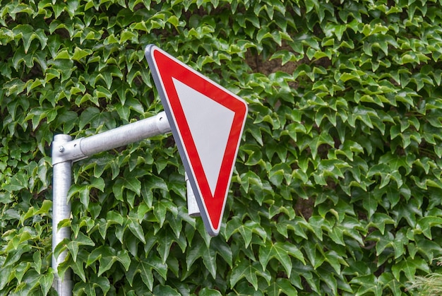 Photo vue rapprochée de la feuille rouge