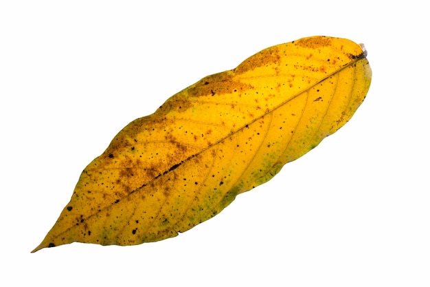 Vue rapprochée d'une feuille sèche sur un fond blanc