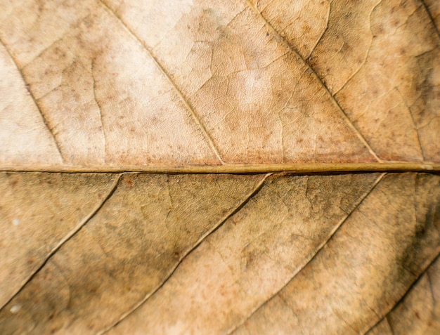 Vue rapprochée d'une feuille sèche