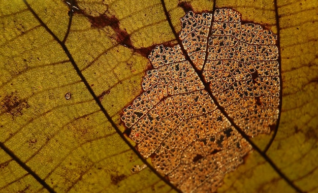 Vue rapprochée d'une feuille sèche