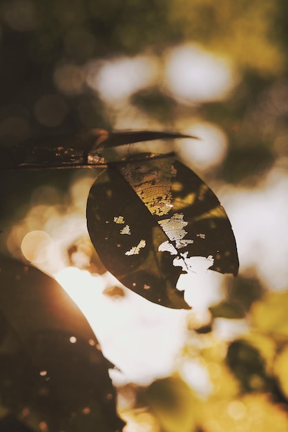 Photo vue rapprochée d'une feuille séchée suspendue à une branche à l'automne