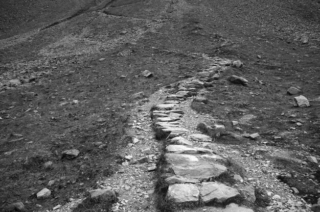 Photo vue rapprochée de la feuille sous un angle élevé