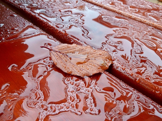 Photo vue rapprochée d'une feuille sur une table humide