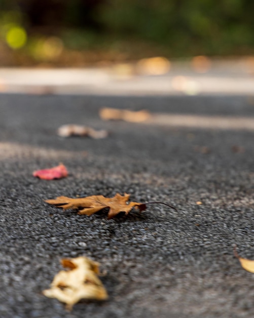 Vue rapprochée d'une feuille tombée sur la route