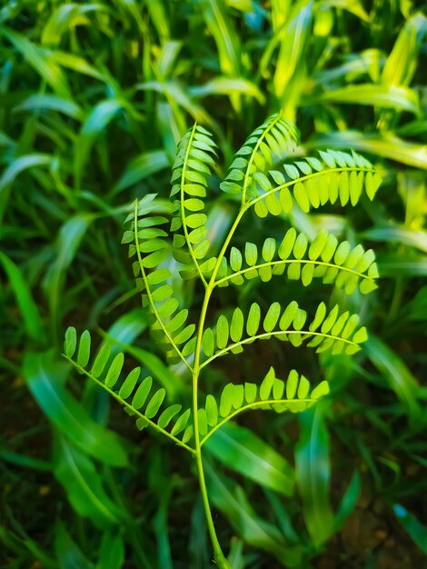 Photo vue rapprochée d'une feuille verte sur le champ