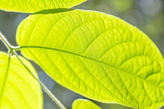 Vue rapprochée de la feuille verte. Fond naturel