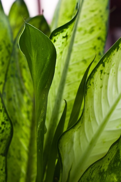 Vue rapprochée de la feuille verte fraîche