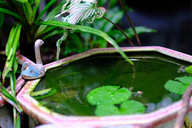 Vue rapprochée de la feuille verte sur la plante