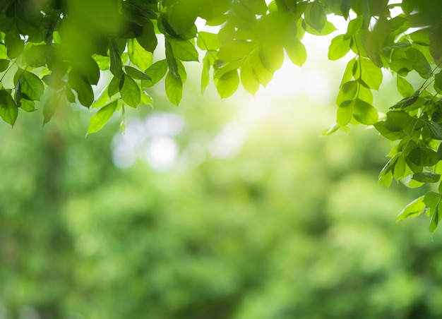 Vue rapprochée de la feuille verte sur la verdure floue et la lumière du soleil dans le jardin à l'aide de plante verte naturelle