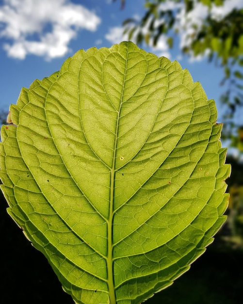 Vue rapprochée d'une feuille verte