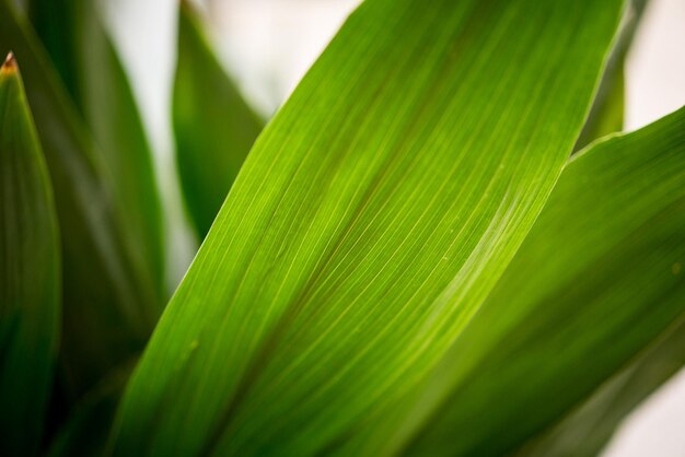 Vue rapprochée d'une feuille verte