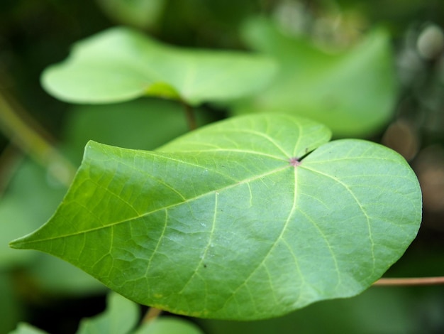 Photo vue rapprochée d'une feuille verte