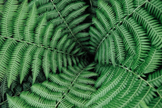 Vue rapprochée de la feuille