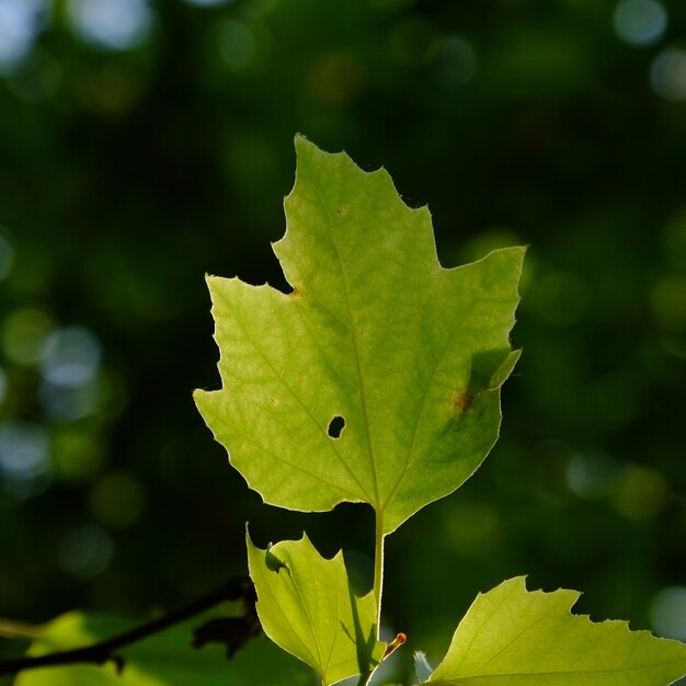 Photo vue rapprochée de la feuille