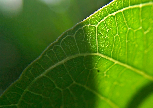 Photo vue rapprochée de la feuille