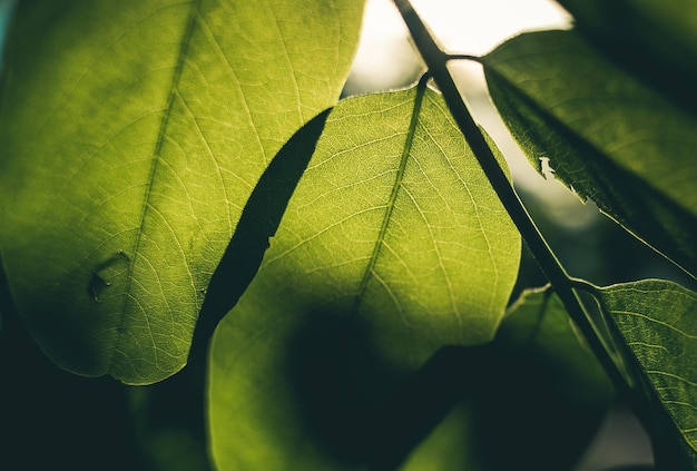 vue rapprochée d'une feuille