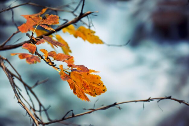 Photo vue rapprochée des feuilles sur l'arbre